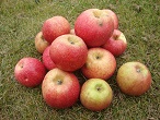 Jablka Angold